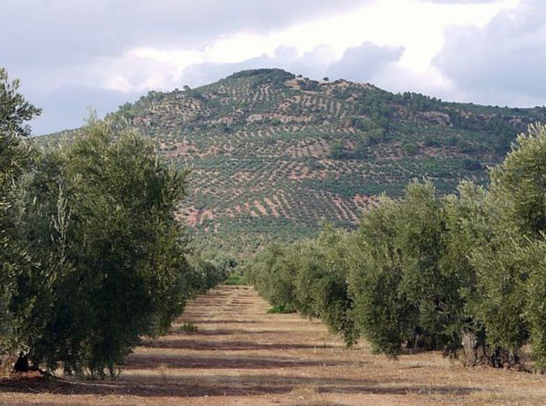 Olivar de Montaña en Beas de Segura